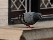 Pigeon