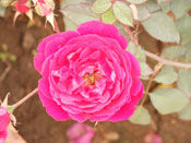 Rose Flower
