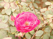 Rose Flower