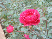 Rose Flower