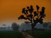 beautiful tree