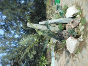 Beautiful Plants, Lodi Garden