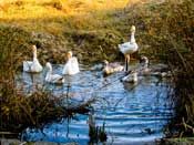 Ducks