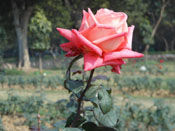 Beautiful Pink Rose, Lodi Garden