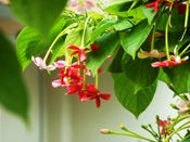 Quisqualis indica (Madhumalati Flower)