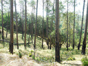 Other View Ranikhet Hill Station