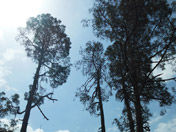 Ranikhet Beautiful Nature View