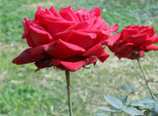 Beautiful Red Rose, Lodi Garden