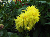 Yellow Dahlia Flowers - Talkatora Garden