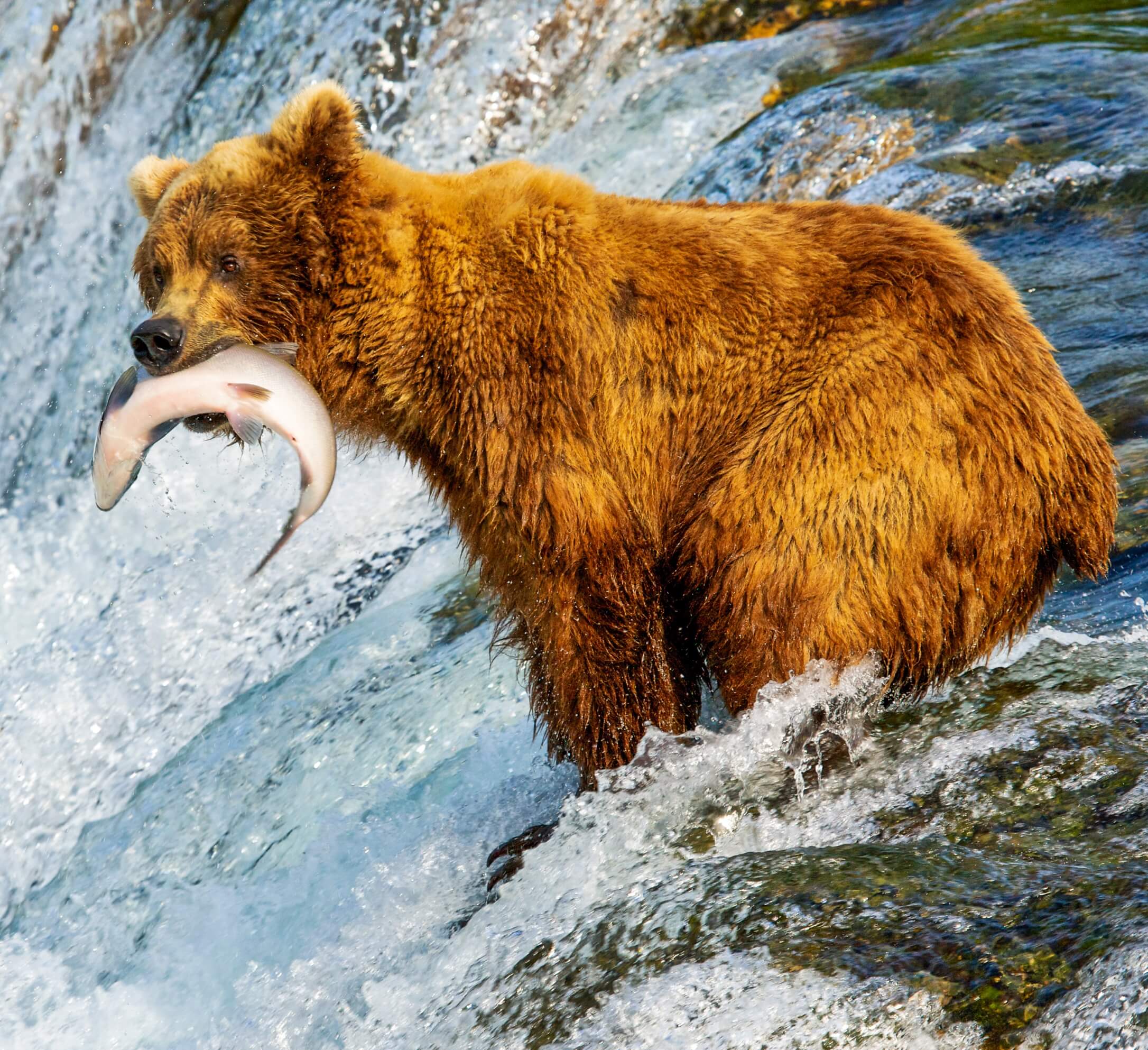 Wildlife watching. Бурый медведь на Аляске. Камчатский бурый медведь. Аляска медведи. Природа и животные Аляски.