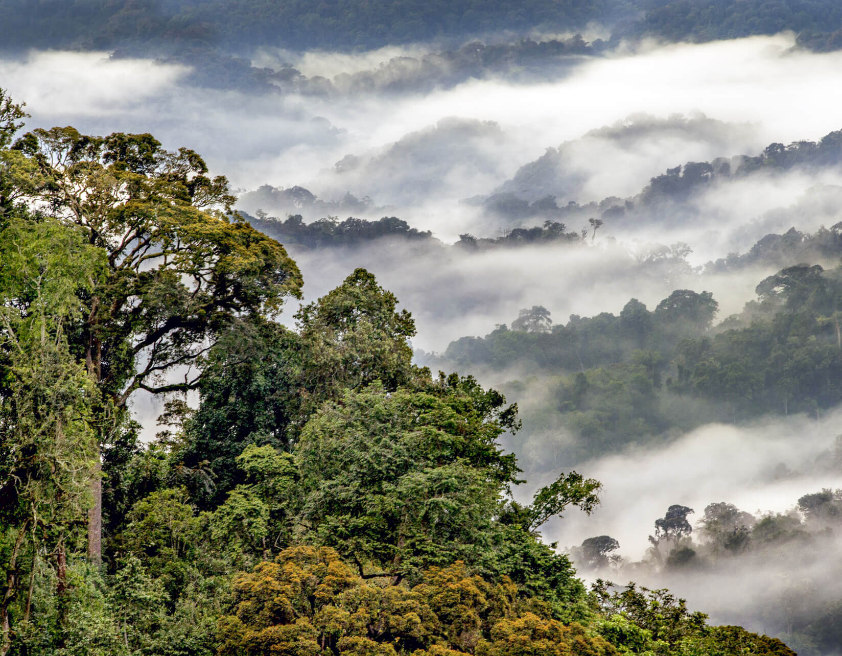 Nyungwe Forest