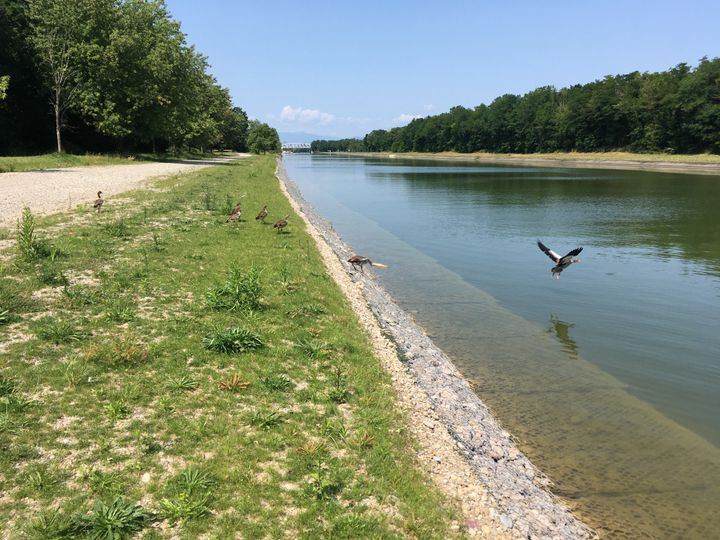 Etude de cas - PROTECTION DES BERGES DU BIEF DE NIFFER : 2019-2021 NIFFER, HAUT-RHIN (68), FRANCE