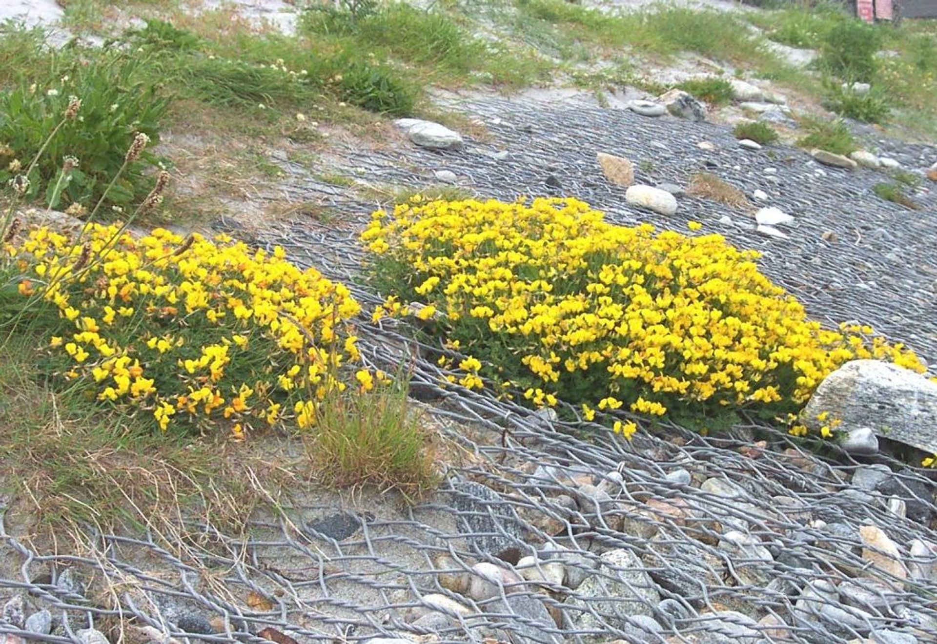 Coastal Erosion Protection at Benbecula Airport, Outer Hebrides