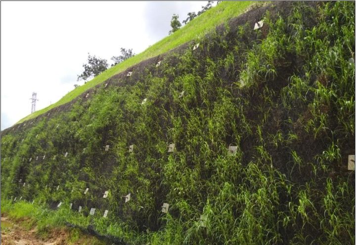 vegetated cut-slope face