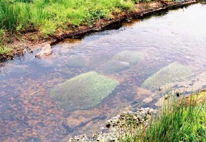 Watercrowfoot & other good ecology indicators established