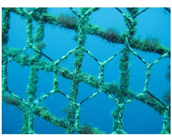 Anti-predator nets_3.jpg