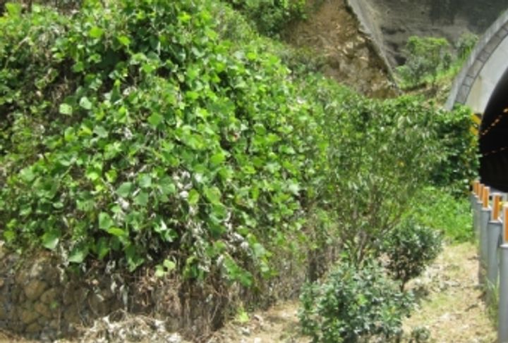 浙江绍兴至诸暨高速隧道口格宾挡墙工程_1