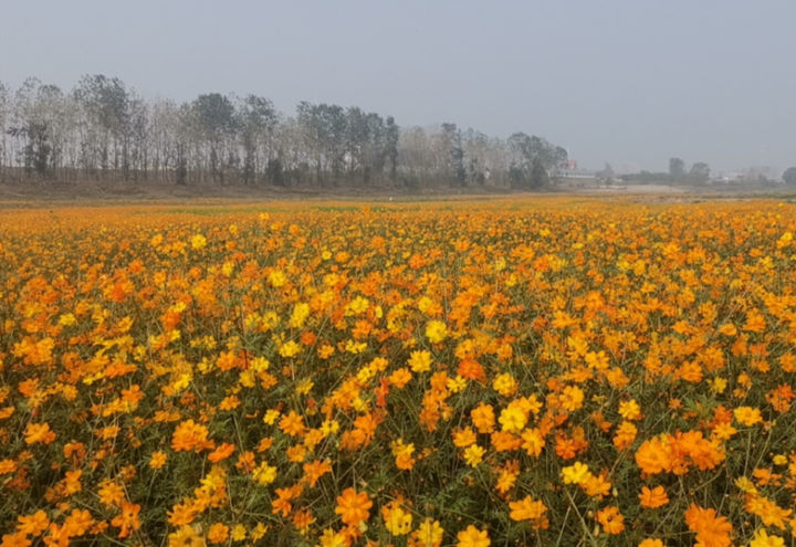 一望无垠的硫华菊花海
