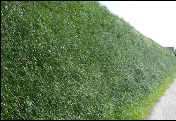 After the re-greening