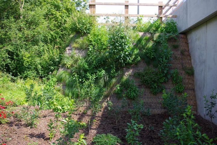 Early signs of vegetation establishing