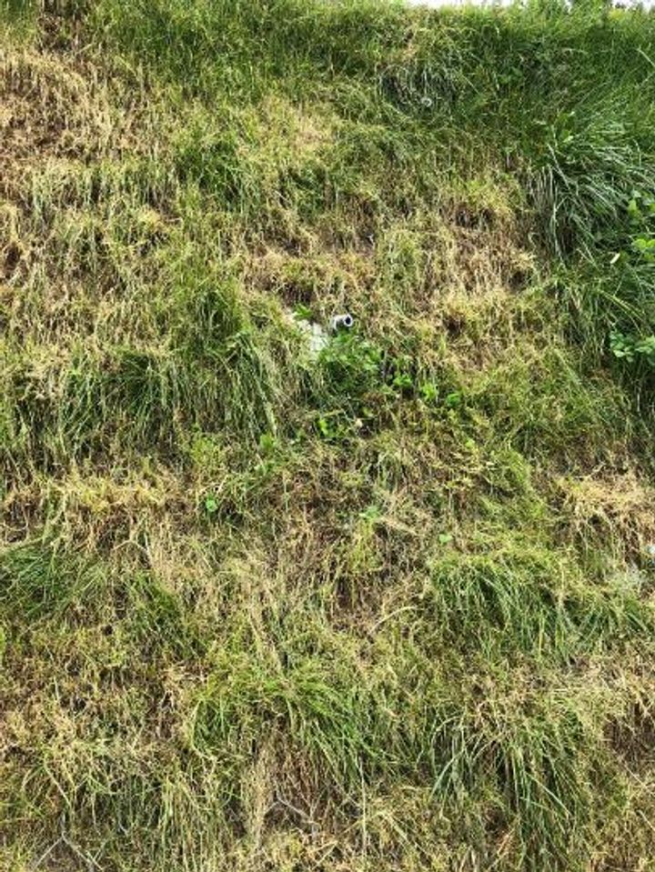 Vegetation established in Green Terramesh®