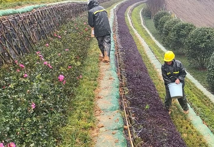 施工中照片:绿化养护