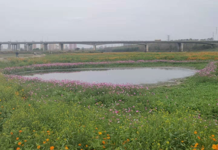 小水塘“镶边”波斯菊