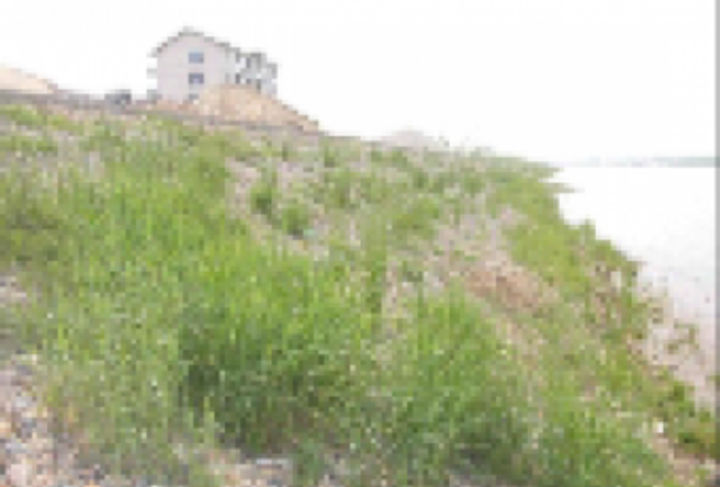 洞庭湖整治项目沅江草尾河段护岸工程_1