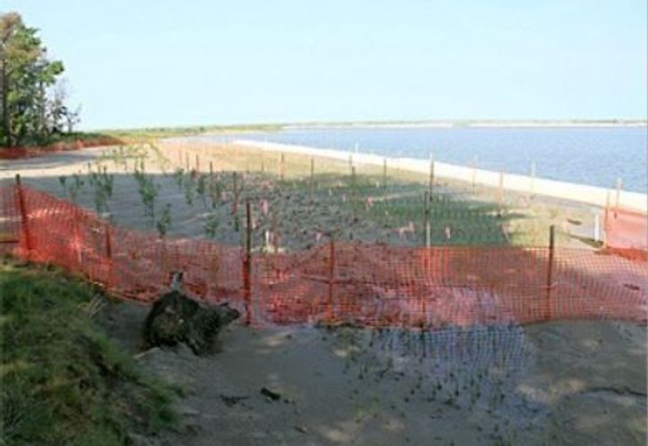 After Vegetation Planting
