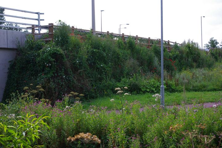 Vegetation after one year after construction