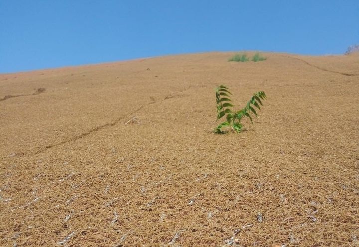 Figure 6: Vegetation on the Macmat R1 System 