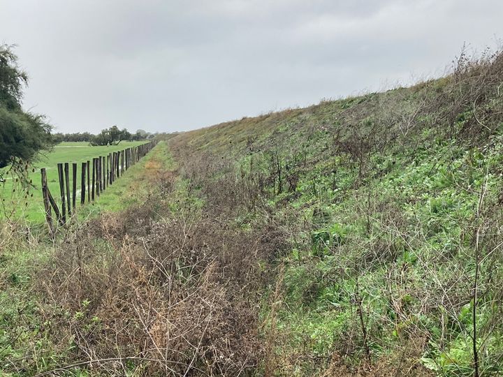 Végétation 1 ans après les travaux