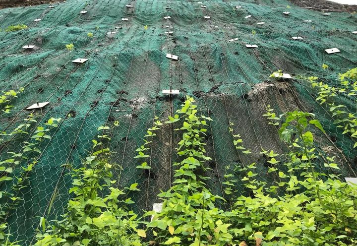 The vegetation has grown on Steelgrid® HR 30 + MacMat® EM