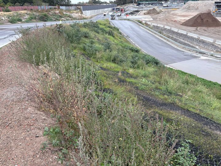 Vegetation Growth Two Months After Installation