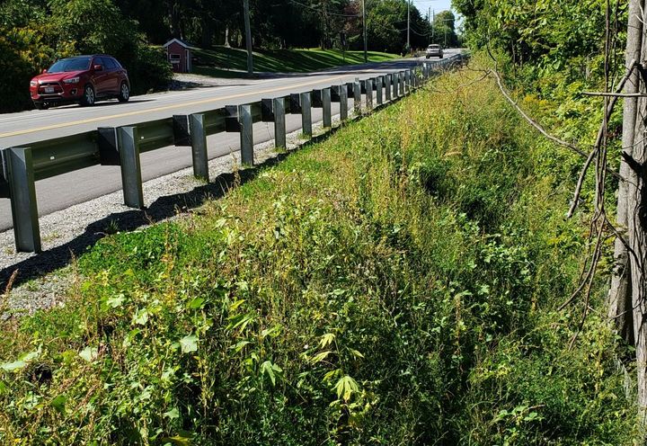 View of vegetated slope 1