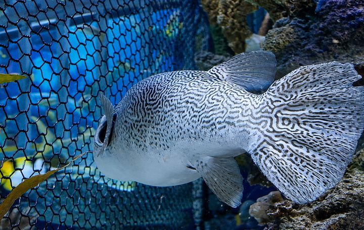fish net pens-2 (1)