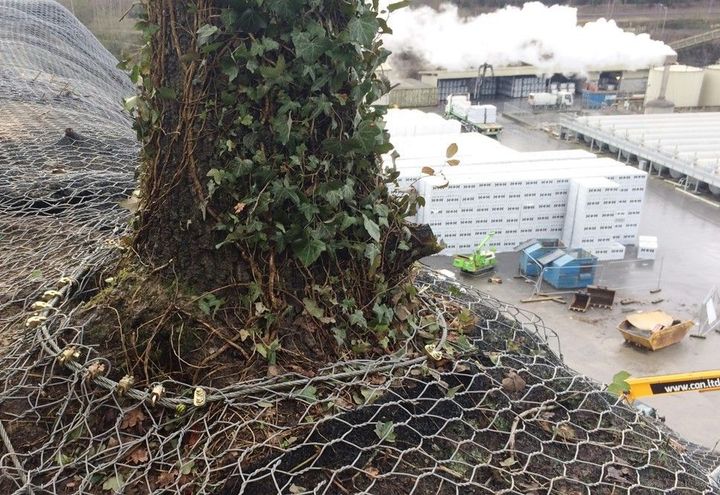 Close up of the netting around an existing tree