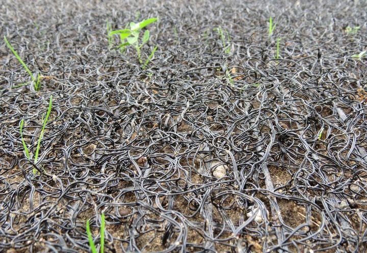 First grass blades growing up
