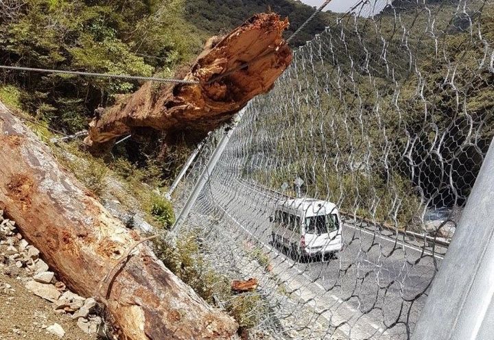 Tree trunk intercepted by barrier