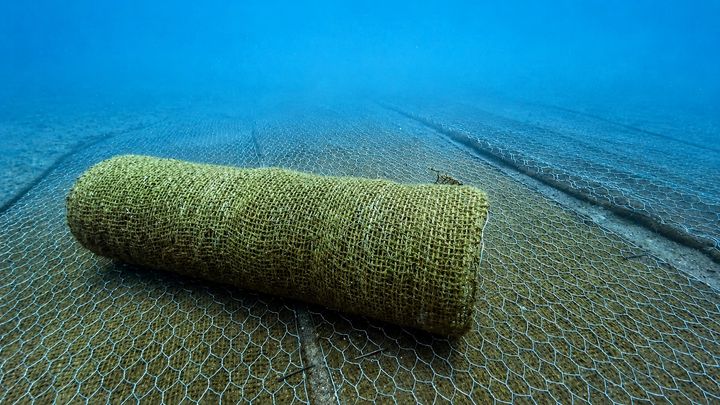 seagrass_2