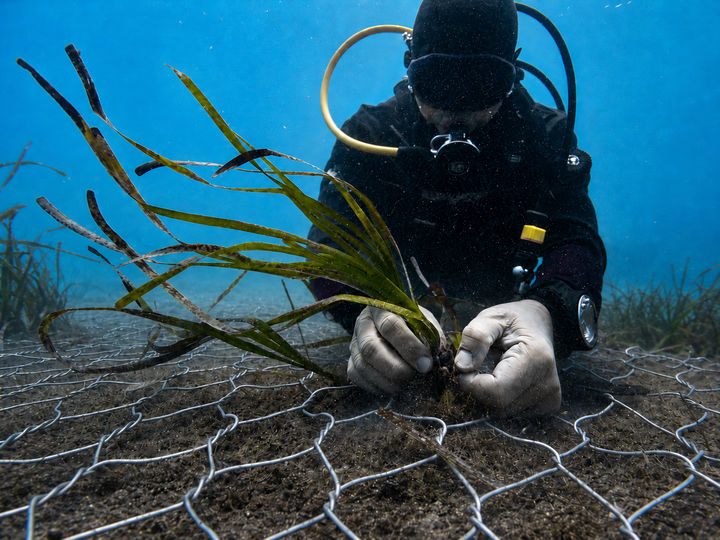 Seagrass Meadows and Reef Reconstruction