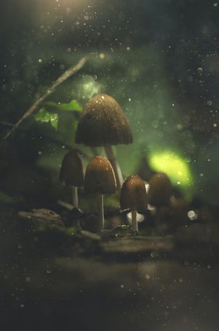 A forest of mushrooms.