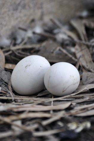 A bird’s nest with two pale eggs.