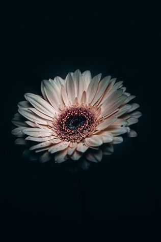 A single flower open against the dark.