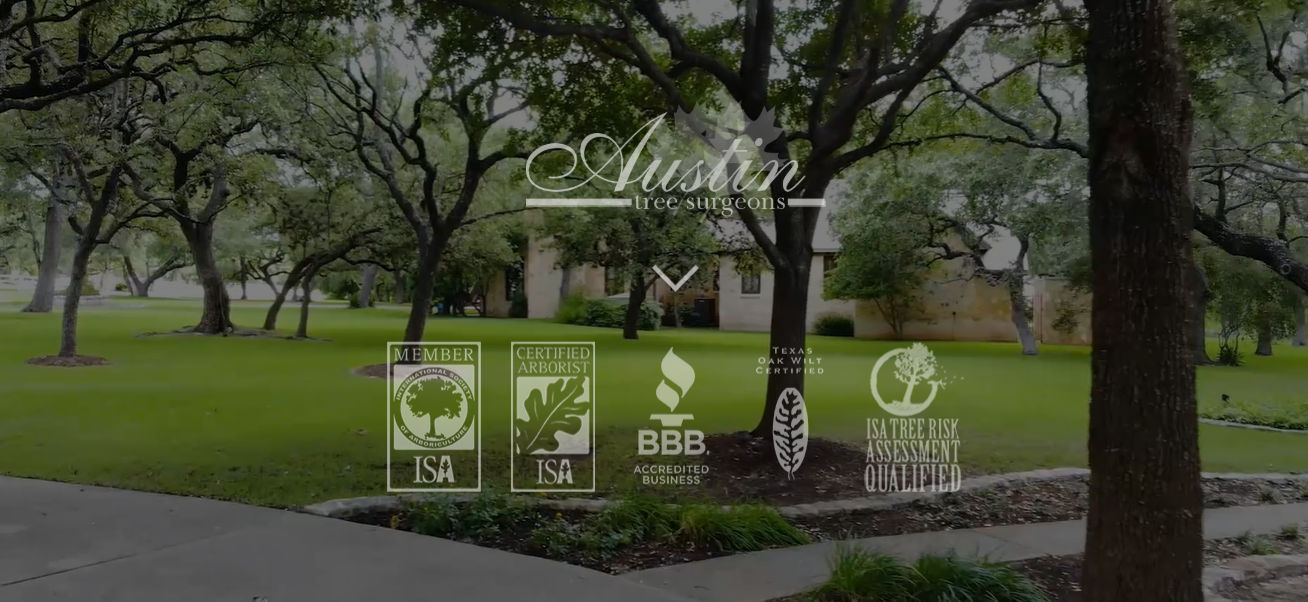 Austin Tree Surgeons
