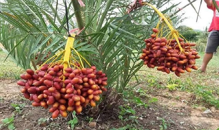 ভারতের সবচেয়ে বেশি খেজুর উৎপন্ন হয় কোথায়?