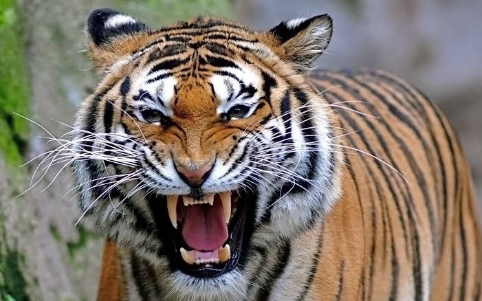৪৩৬ জনের হত্যাকারী চম্পাওয়াত বাঘিনী ও জিম করবেটের রোমাঞ্চকর লড়াই