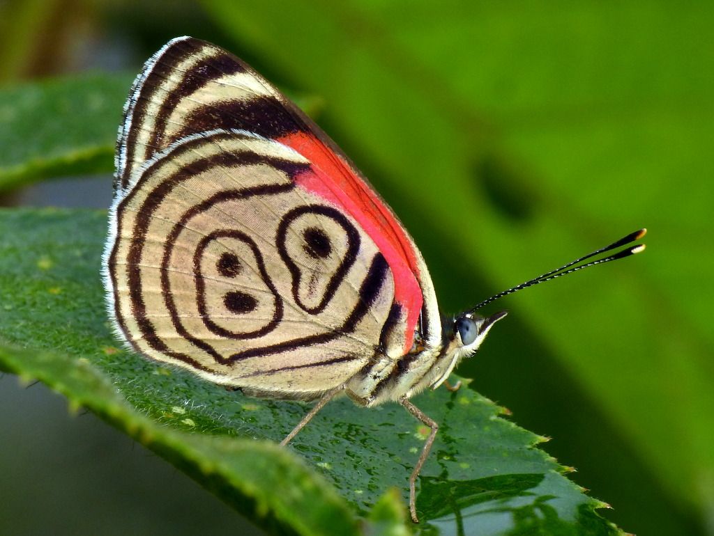 দক্ষিণ আমেরিকার এক অনন্য সুন্দর প্রজাপতি!