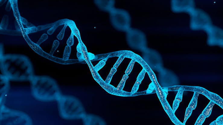 মানুষের DNA কতটুকু লম্বা হতে পারে?