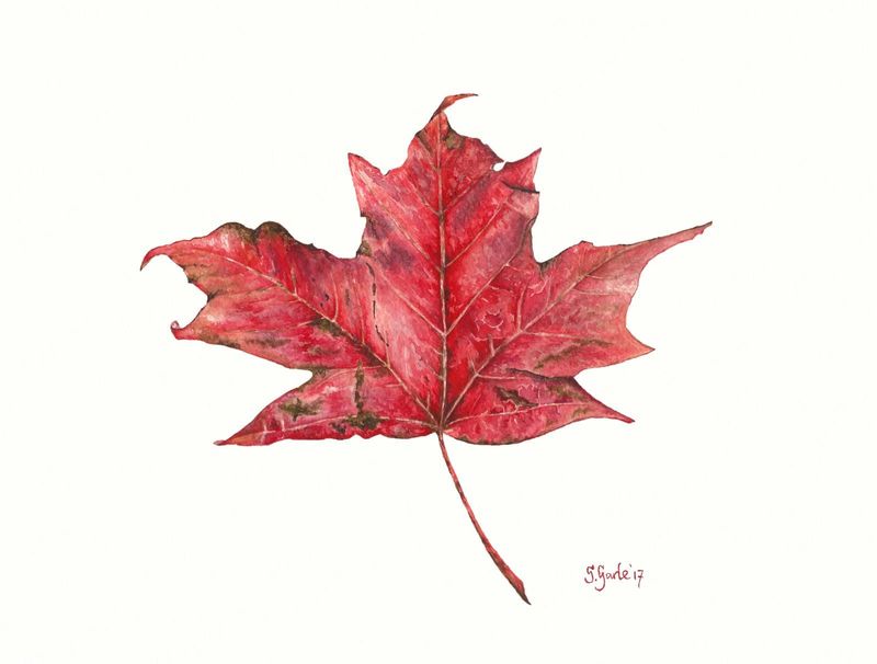 Maple Leaf